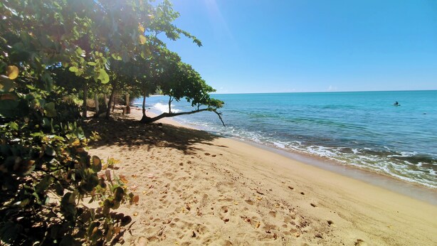 Ein Strand mit klarem, blauem Wasser, einem Sandufer und einem Baum, der Schatten spendet.