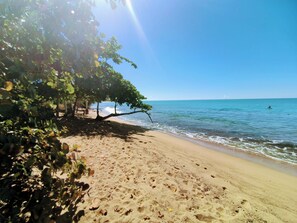 Una playa con agua azul cristalina, una orilla arenosa y un árbol que proporciona sombra.