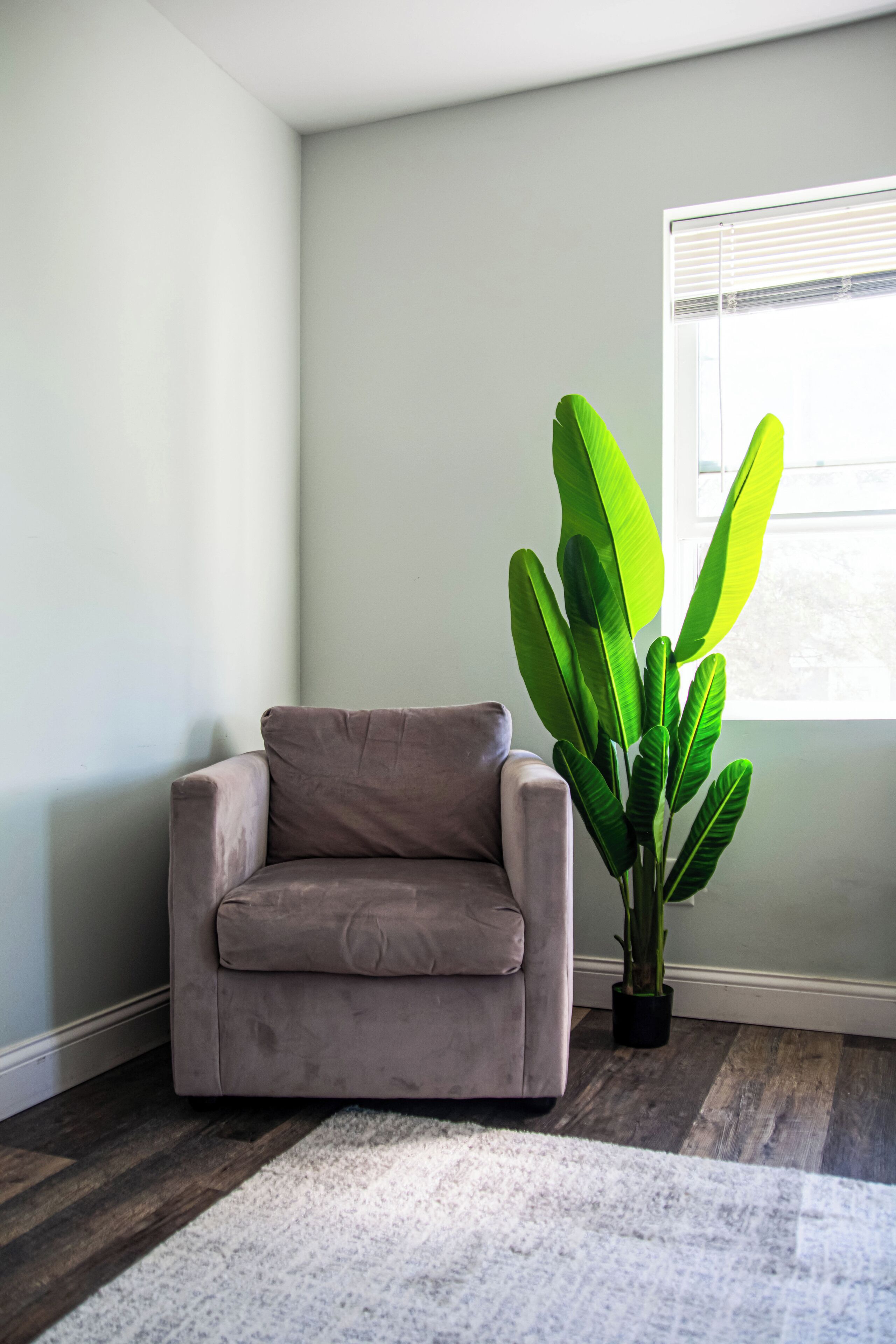 A corner room with a beige sofa, a white rug, and a large green plant.