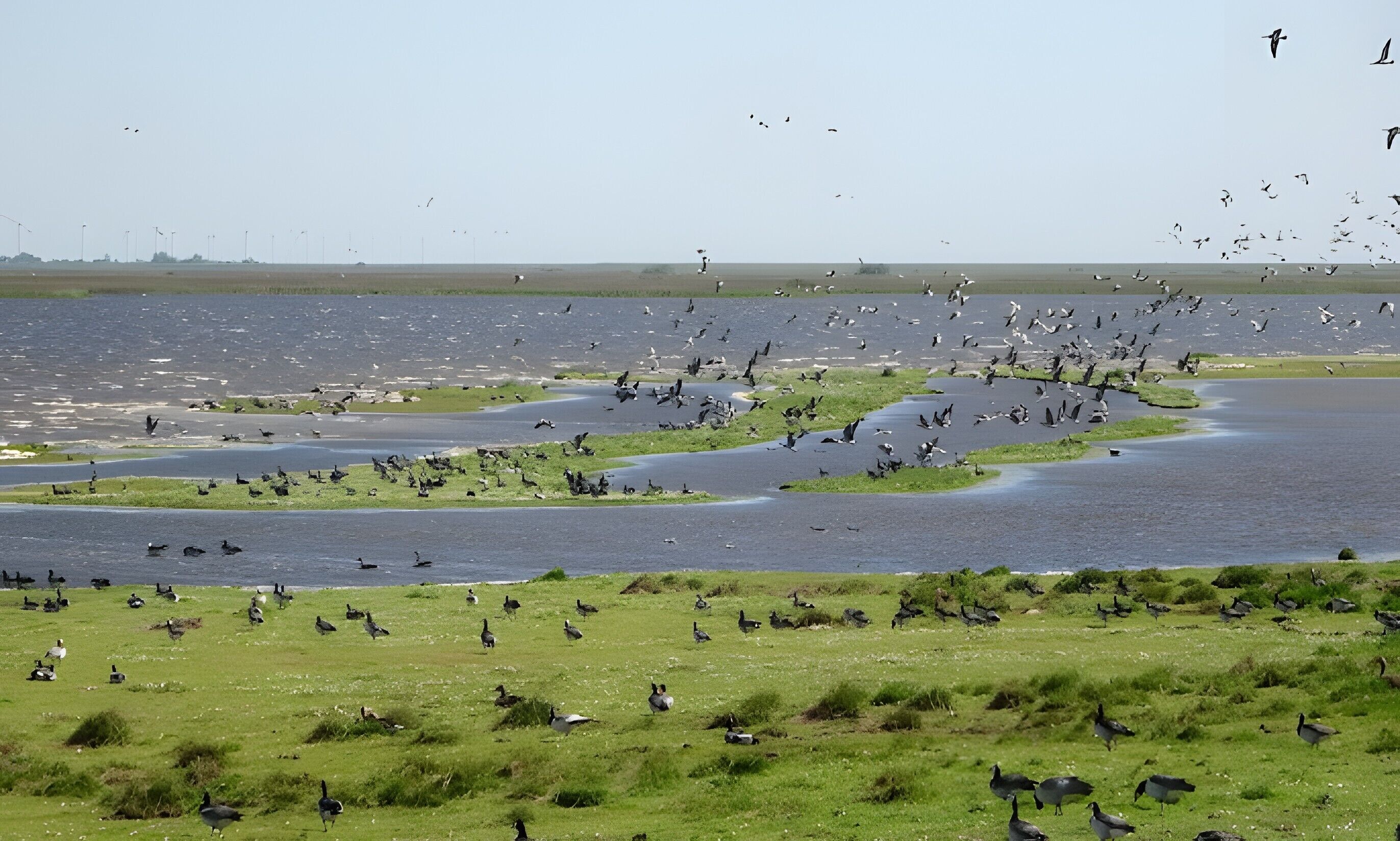 Un paysage côtier comprenant une zone herbeuse et une étendue d’eau.