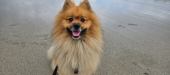 Room in Apartment - Beautiful and Large Room in The City Centre