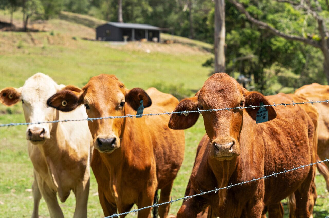 Cattle
