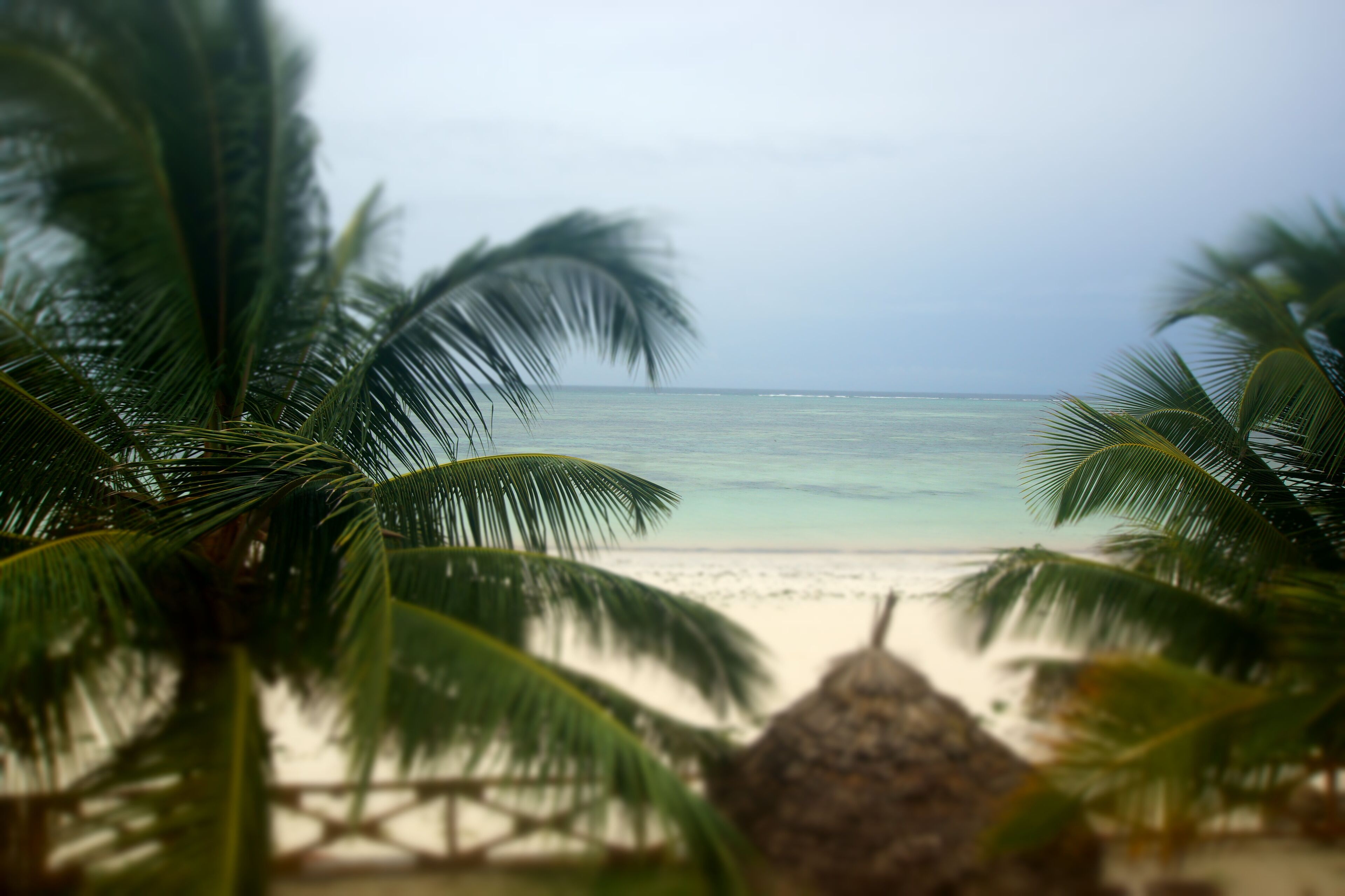 A beach with palm trees and a thatched hut.