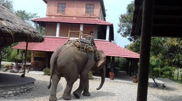 Un elefante con una silla de montar en un espacio exterior con un edificio al fondo.