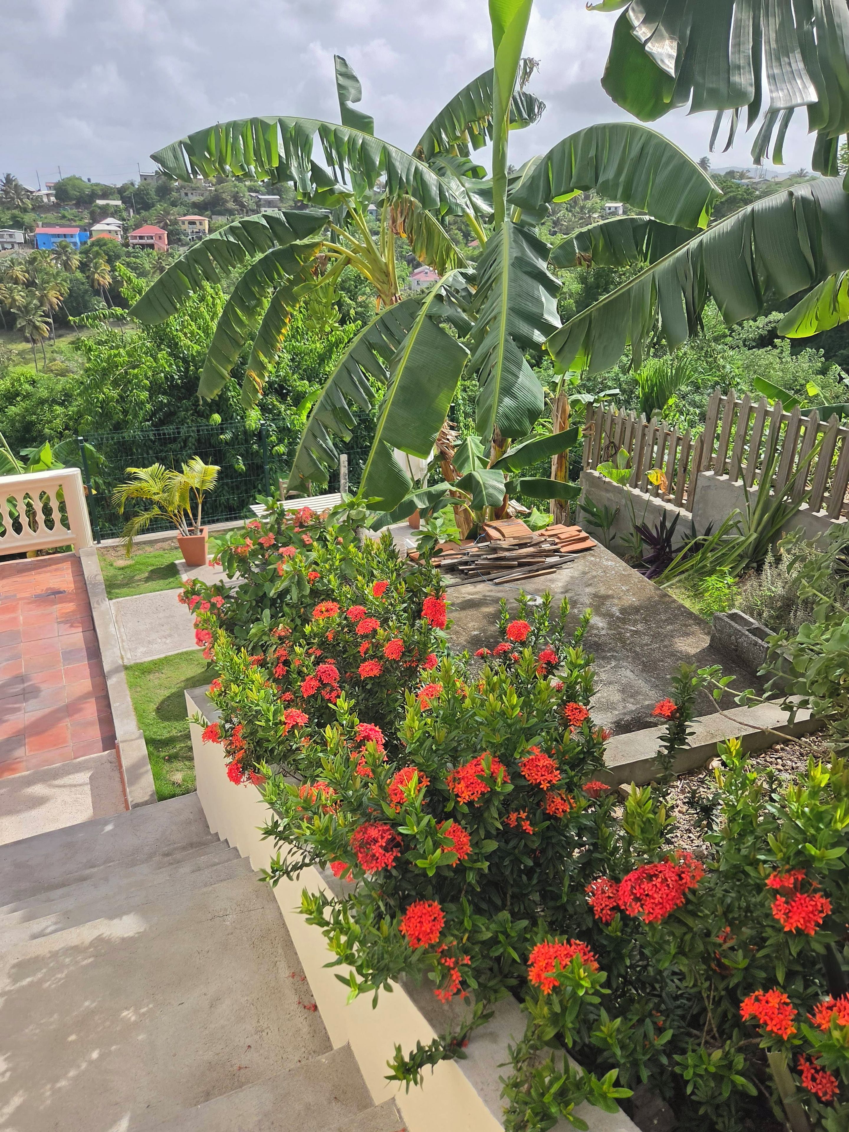 Un jardín con árboles de plátano y flores rojas, un camino de hormigón y una valla de madera.