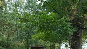 A grassy yard with a bench and a tree. - Cozy primitive Rambler RV in Westport Renovo Pa river access  (Renovo)