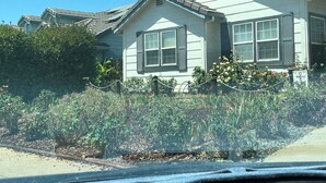 Une maison à deux étages, dotée d’un toit à pignon et de volets, entourée d’un jardin où poussent diverses plantes et fleurs.