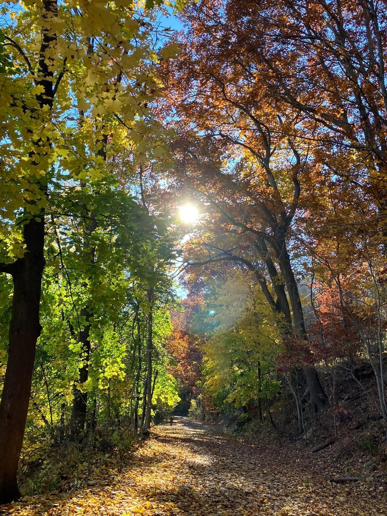 Ein Waldweg mit Sonnenlicht, das durch die Bäume fällt.