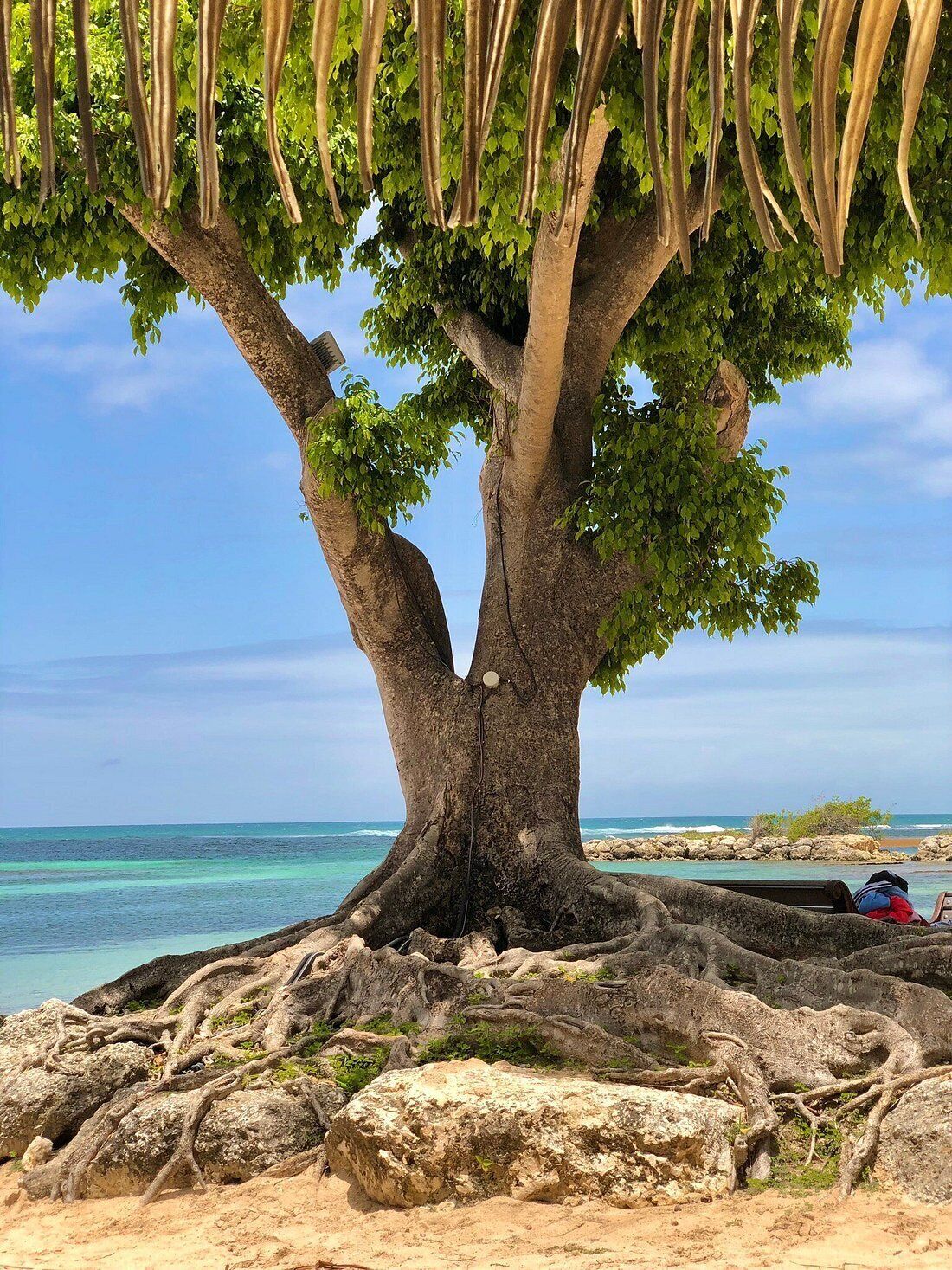 Ein großer Baum mit weit ausladenden Wurzeln an einem sandigen Strand mit Blick auf den Ozean.