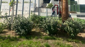 A multi-story residential building with balconies, a staircase, and a palm tree. - Apartment 'New 3 Bed Family Suite In Mijas' with Wi-Fi and Air Conditioning (Las Lagunas de Mijas)