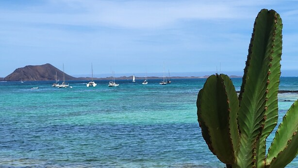 A coastal scene with a cactus in the foreground, calm sea, and sailboats in the distance.