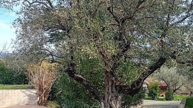A large tree with a thick trunk and dense foliage, a paved pathway, and a small building in the background.