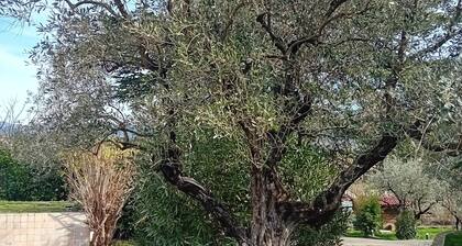 Comfortable studio with swimming pool in Vaison-la-Romaine - close to all amenities