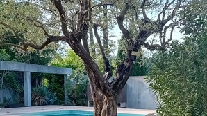 A well-maintained garden with a swimming pool, stone walls, and a variety of plants.