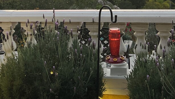 A balcony with a red lantern, overlooking a scenic sunset view with clouds and distant buildings. -  1 bedroom guest house in quiet, gated community. (Poway)
