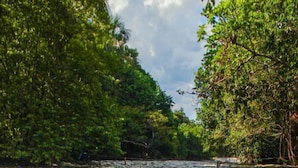 A river surrounded by dense green foliage. - Pedro Alexandre Da Costa (Presidente Figueiredo)