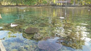 A clear view of a water body with coral formations and a wooden structure in the background.