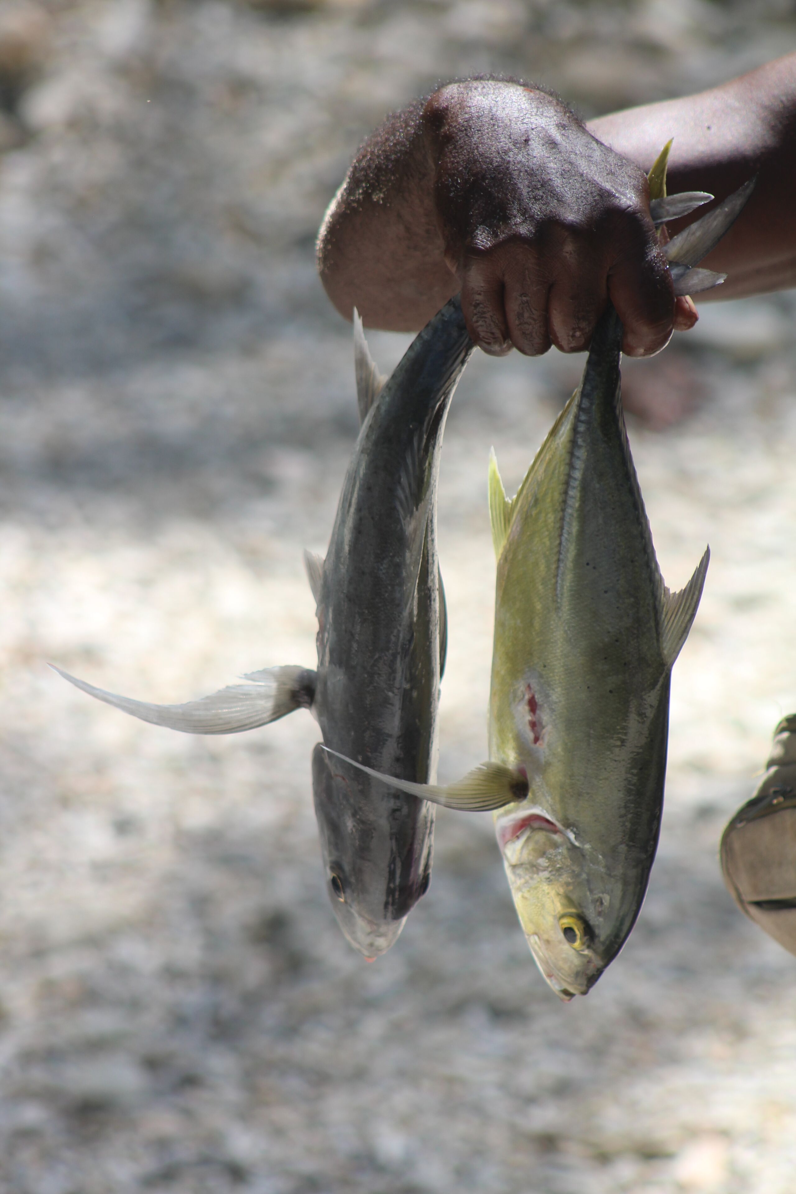 Uma pessoa segurando dois peixes.