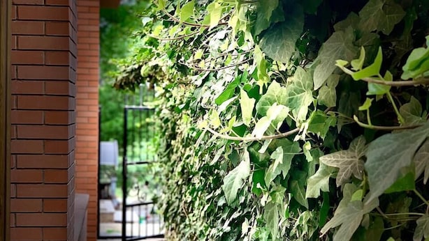 A narrow brick pathway flanked by dense green foliage, leading to a glass door entrance. - The Sindh House Tbilisi (Tbilisi)