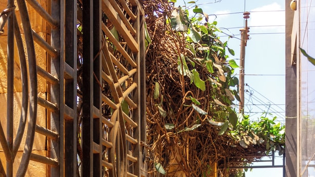 Un étroit sentier de pierre mène à une porte en bois ornée d’un motif en treillis, qui est entourée de plantes en pot et offre une vue sur le paysage.