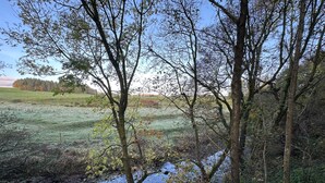 Vista de un río con árboles y un campo de hierba al fondo.