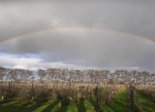 A field with a rainbow arching over a line of trees. - Sun-soaked Bungalow in Simonshaven (Simonshaven)