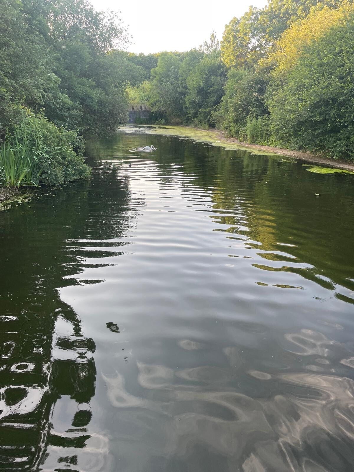 Une rivière paisible, bordée de chaque côté d’une végétation luxuriante.