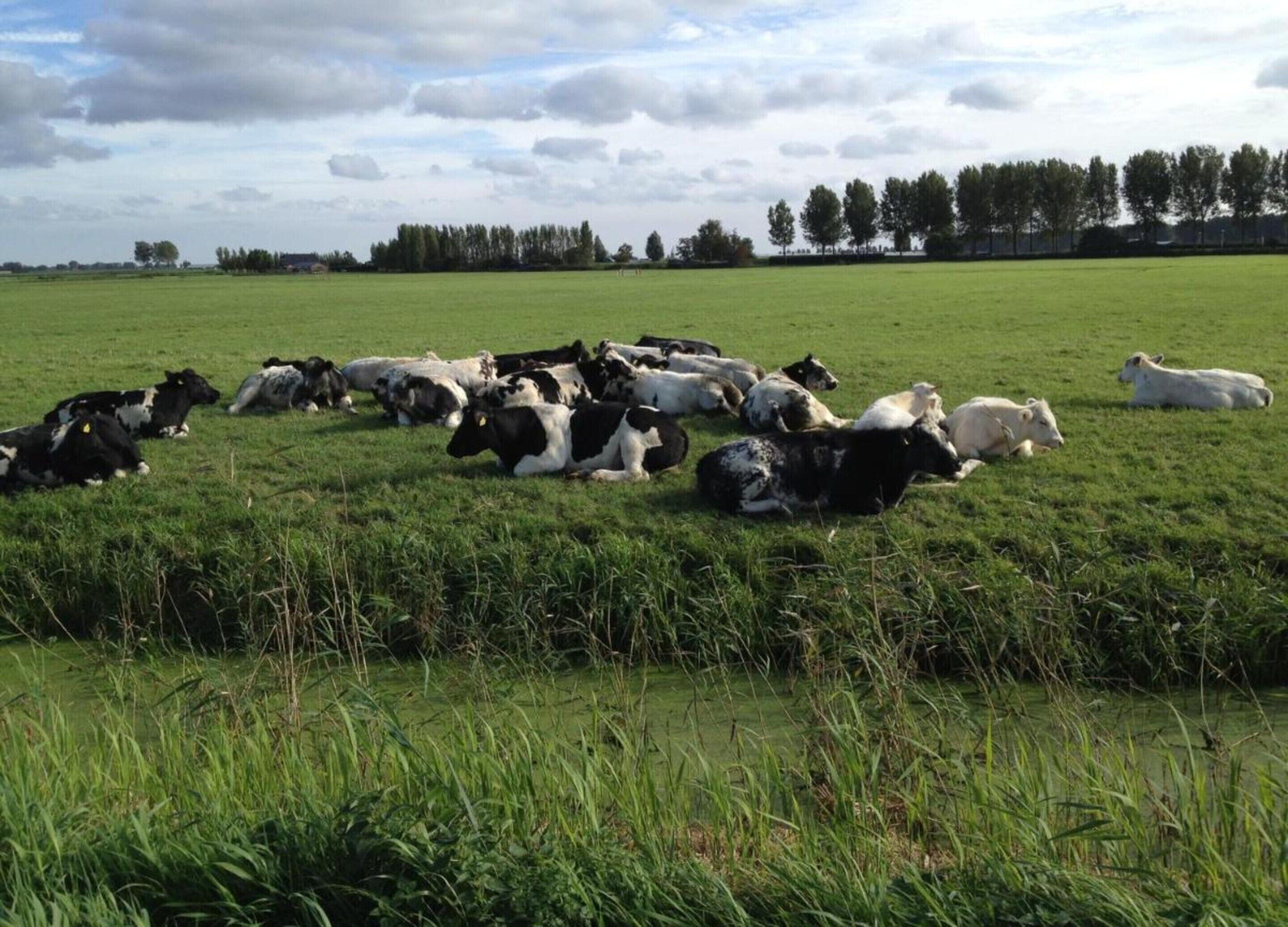 A field with cows lying down.
