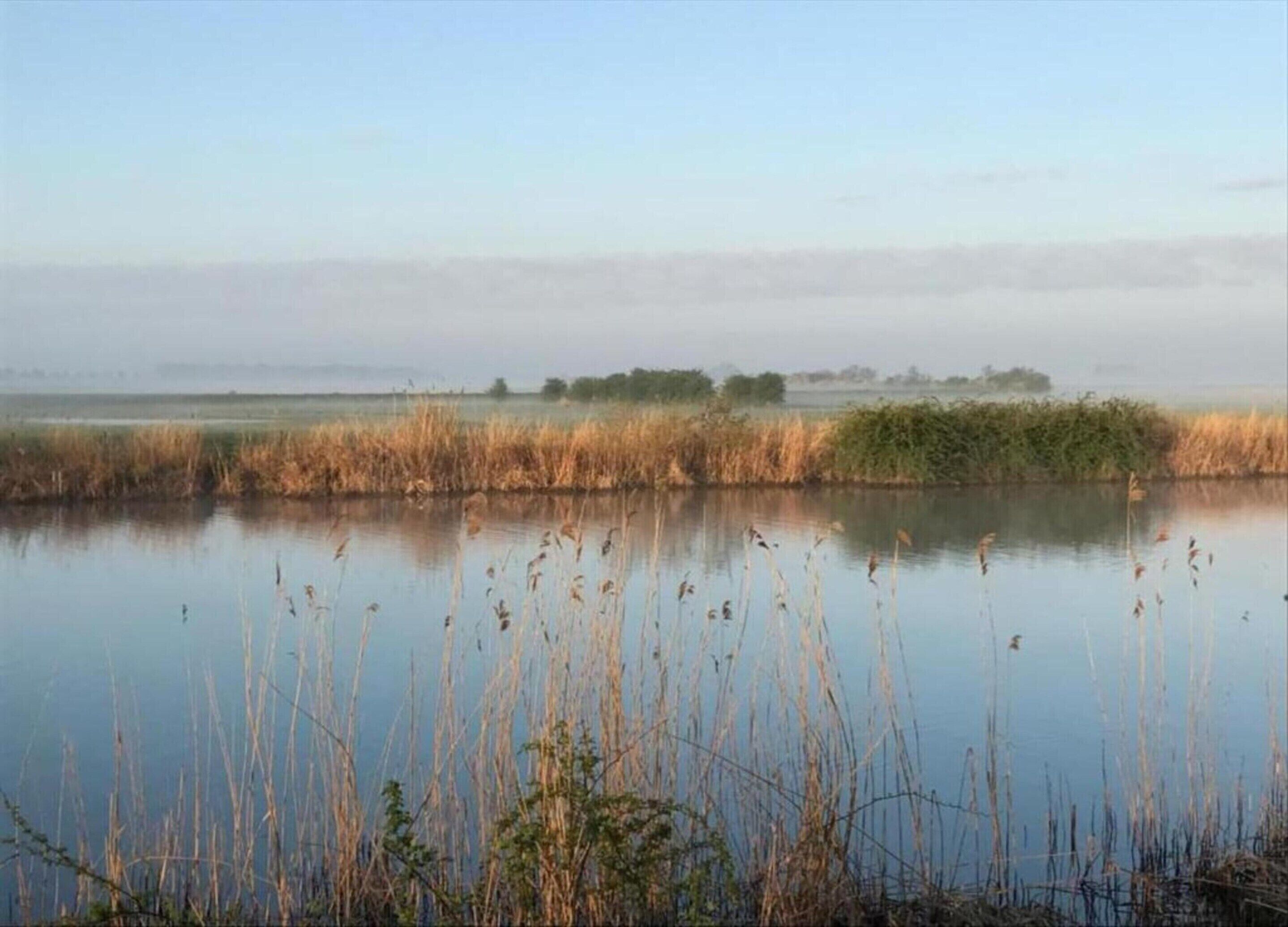 A calm water body with tall grasses in the foreground and a hazy horizon in the background.