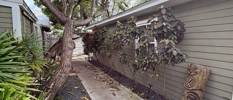 A narrow concrete pathway flanked by a tree and a wall with climbing plants.