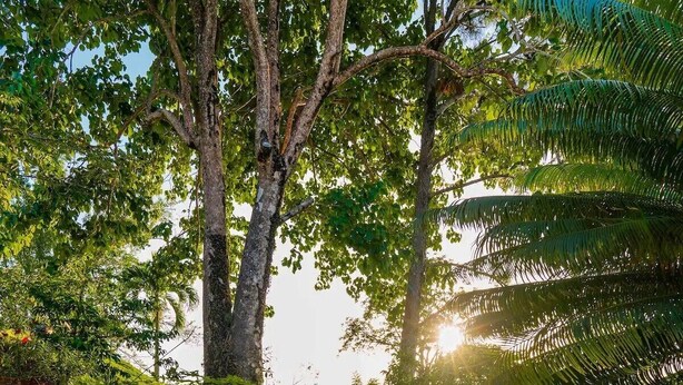 A paved pathway leading through a lush garden with trees and plants. - Amazing mountain top villa! (Castries)