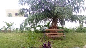 A garden with a palm tree, a wooden bench, and potted plants. - Sleep6-casa Blanca-privategarden-offstreet-kasoa (Kasoa)