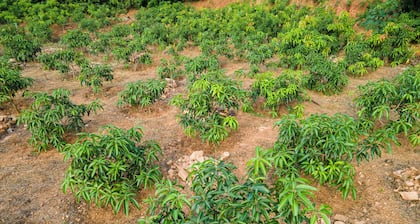 Mango Tree Retreat