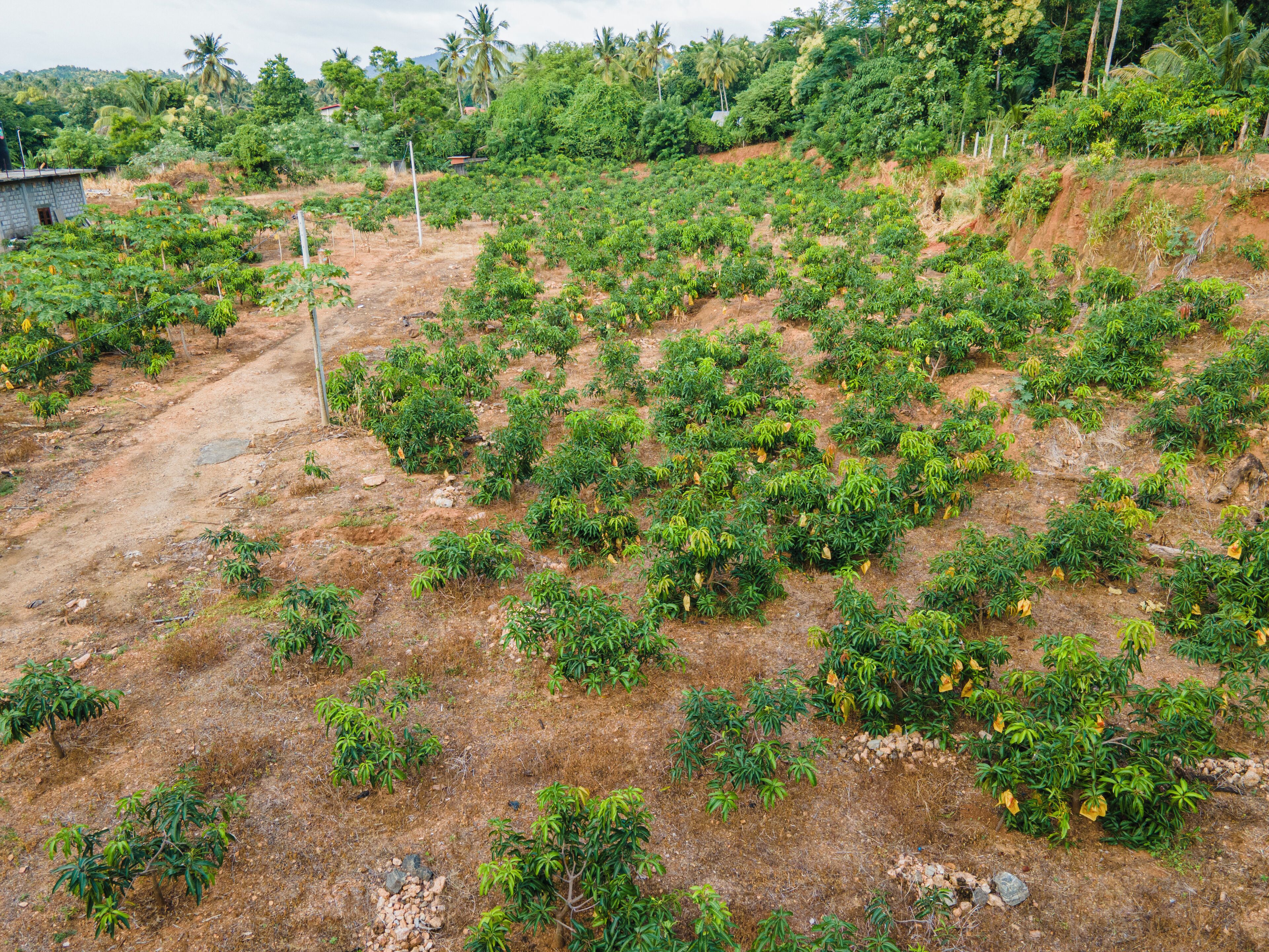 A rural landscape with scattered trees and a dirt path.