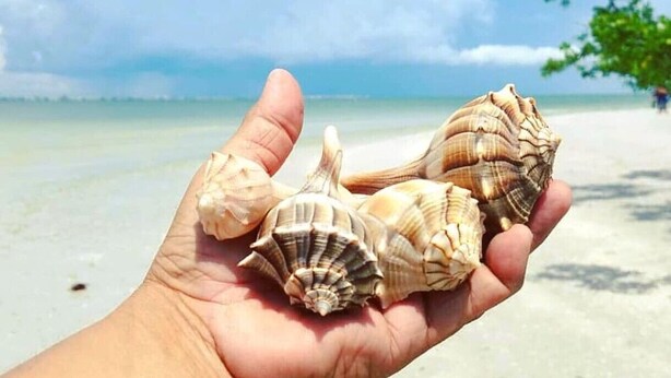 A hand holding three seashells on a beach.