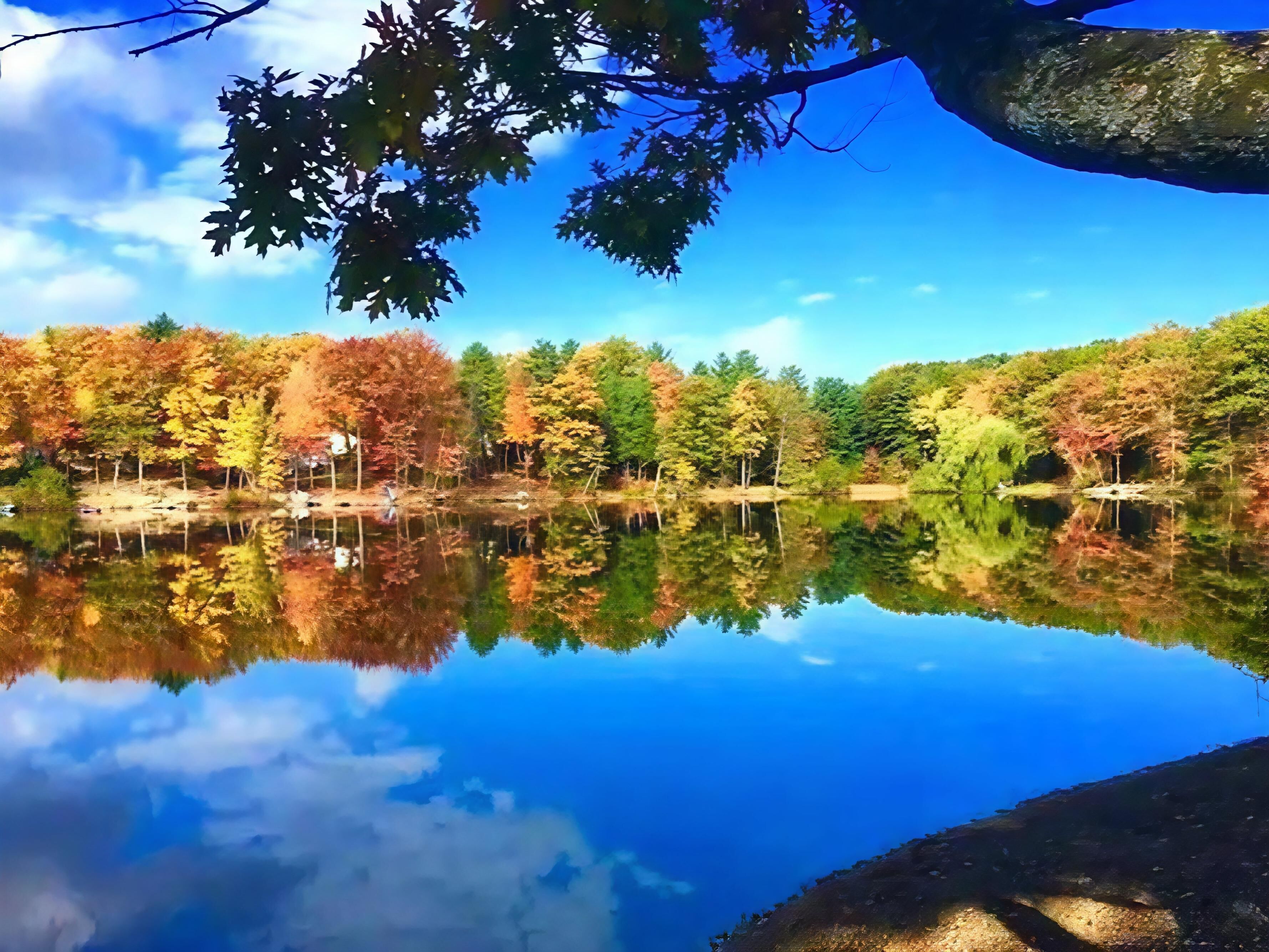 Un lago tranquilo que refleja árboles y un cielo despejado.