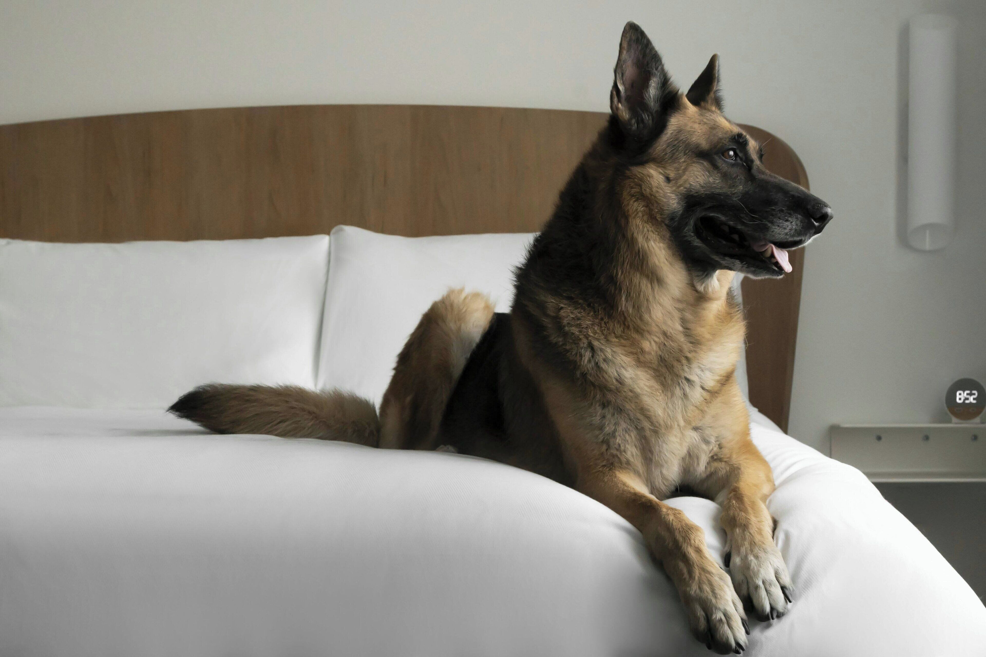 En hund ligger på en seng med hvide sengetæger og et træhovedgærde.