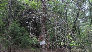 A dense forest with a sign on a tree.