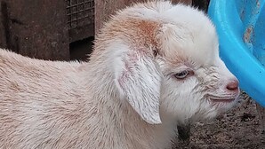 A goat standing in a pen with a blue water container nearby.