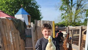 A person holding a chicken in a fenced outdoor area with wooden structures and other animals in the background.