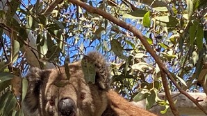A koala resting on a tree branch.