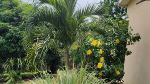 Een tuin met een palmboom, gele bloemen en groene begroeiing.