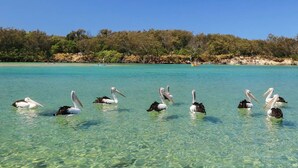 Pelicans swimming in clear turquoise water with a forested beach in the background. - Lilys Studio (Kingscliff)