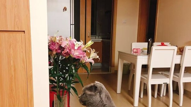 Un chat gris est assis sur un canapé blanc dans une pièce où se trouvent une table à manger et des chaises, un réfrigérateur et un vase de fleurs.