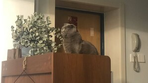 Un chat est assis sur un podium en bois, avec un pot de plante à côté de lui.
