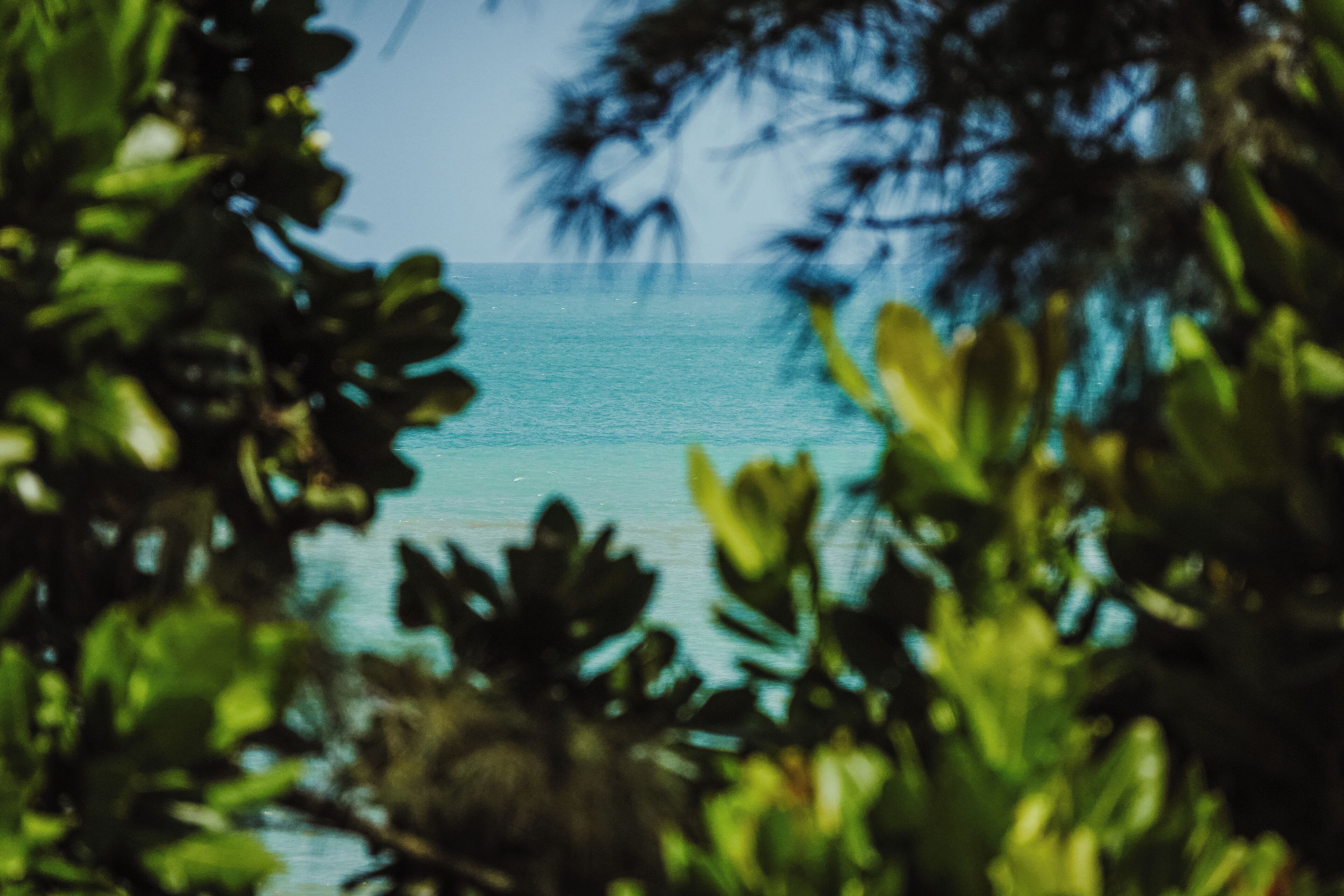 A view through foliage with a body of water in the background.