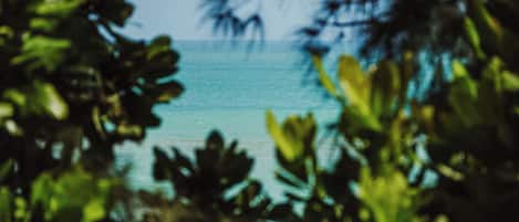A view through foliage with a body of water in the background.