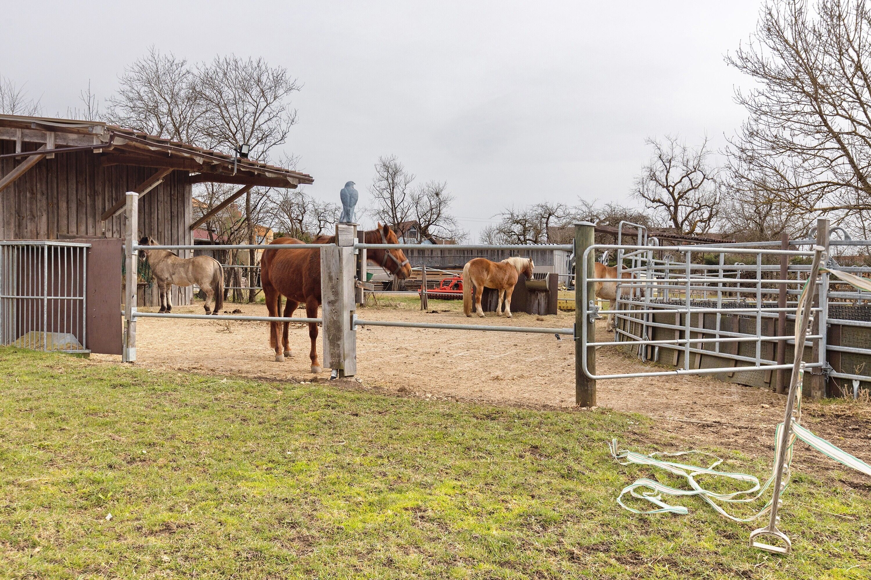 Une écurie avec des chevaux, une porte en métal et un bâtiment en bois.