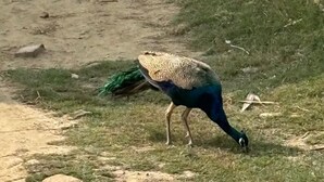 Un paon à la queue verte et au corps bleu, debout sur une pelouse.