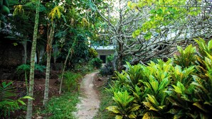 A narrow dirt path leading to a building surrounded by dense tropical vegetation. - Cosy beach villa (Malindi)